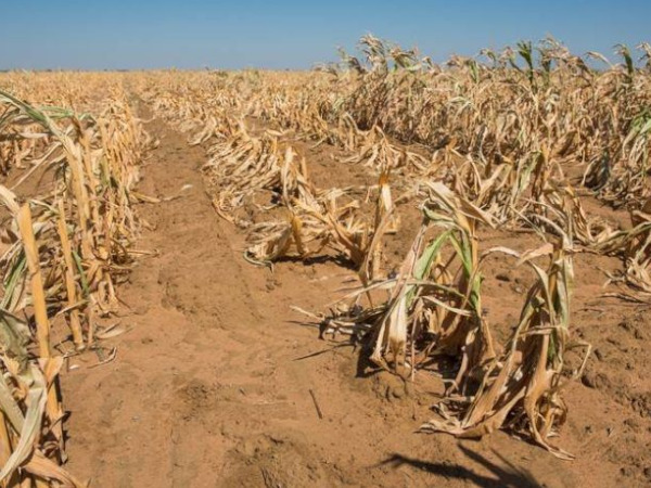 Climate Adaptation and Resilience